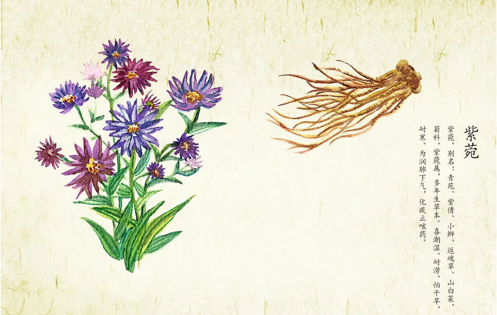 紫菀——这个路边不知名的紫菊花，却是祛痰止咳的良药